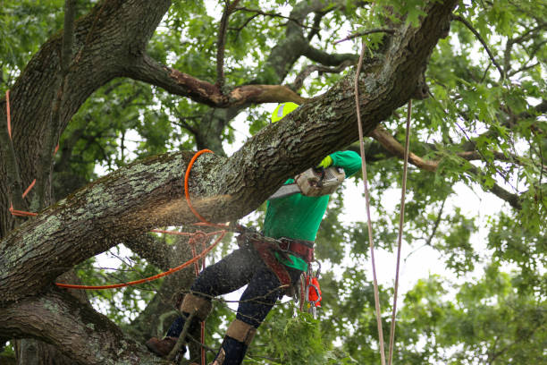 Best Tree Health Inspection  in South Pekin, IL